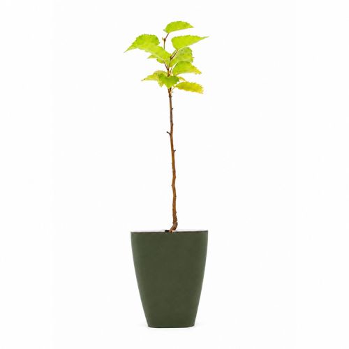 Baumgeschenk in Schachtel - Bild 5